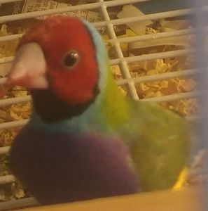 Meet your Posher, Theodore